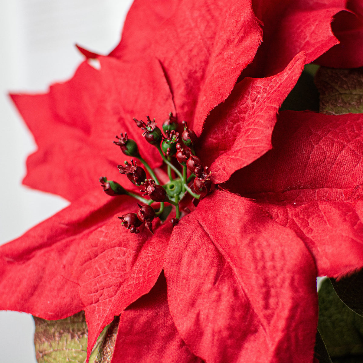 21" Poinsettia Bush: Red Lifestyle Photo
