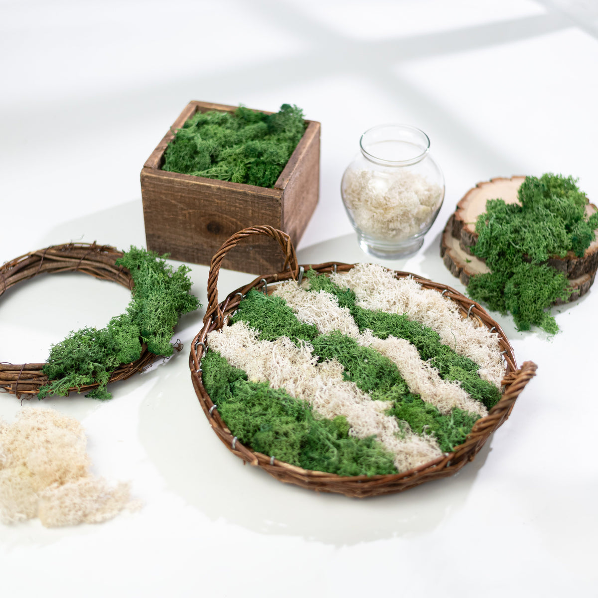 Preserved Reindeer Moss: Cream (500 Gram Box) Lifestyle Photo