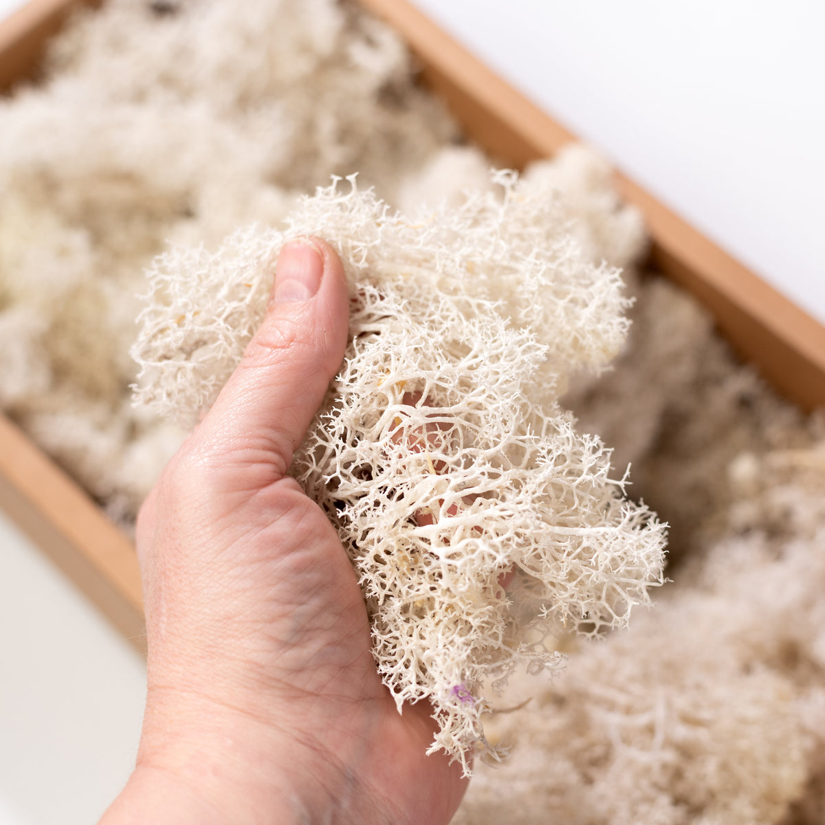 Preserved Reindeer Moss: Cream (500 Gram Box) detail photo 3