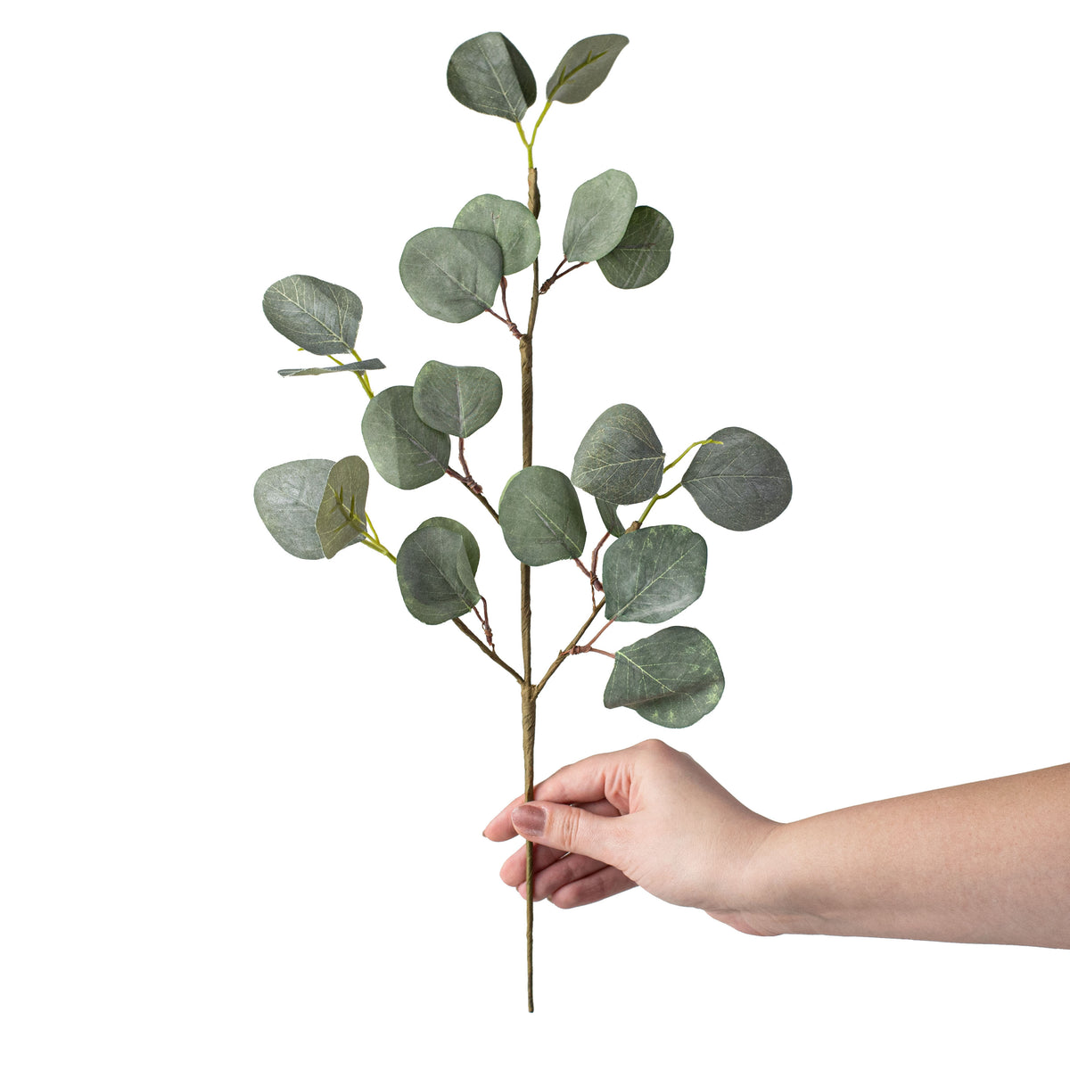 19" Silver Dollar Eucalyptus Pick detail photo 3