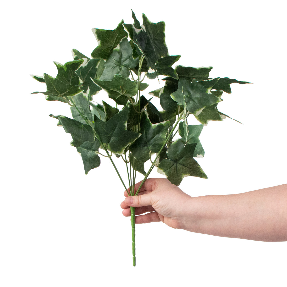 16" Variegated Ivy Bush detail photo 3